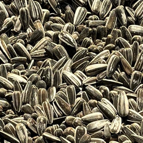 10 kg gestreifte Sonnenblumenkerne, Vogelfutter von aquariumpflanzen.de - Wasserpflanzen, Futter, Deko