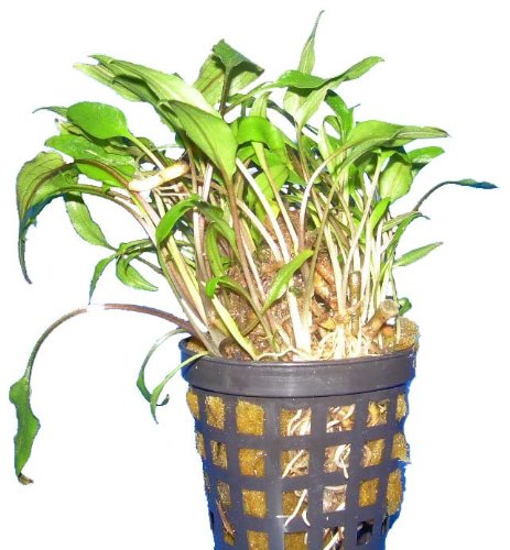 10 Töpfe Cryptocoryne wendtii grün, Wasserpflanzen, Aquariumpflanzen 10 Töpfe Cryptocoryne wendtii grün, Wasserpflanzen, Aquariumpflanzen von aquariumpflanzen.net