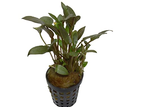 5 Töpfe Cryptocoryne wendtii braun, Wasserpflanzen, Aquariumpflanzen 5 Töpfe Cryptocoryne wendtii braun, Wasserpflanzen, Aquariumpflanzen von aquariumpflanzen.net