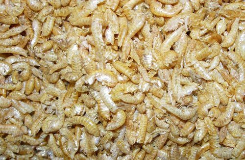 Bachflohkrebse Gammerus 250ml, Fischfutter, Teichfutter Bachflohkrebse Gammerus 250ml, Fischfutter, Teichfutter von aquariumpflanzen.net