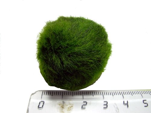 Cladophora aegagropila - Mooskugel Mini 1-3cm von aquariumpflanzen.net