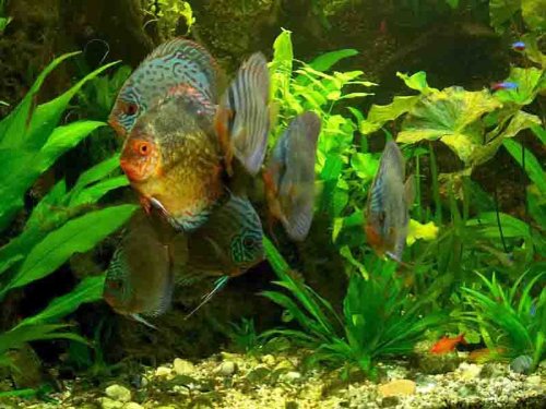 Pflanzenset Diskusbecken für 500-600 Literbecken, Wasserpflanzen, Aquarienpflanzen von aquariumpflanzen.net