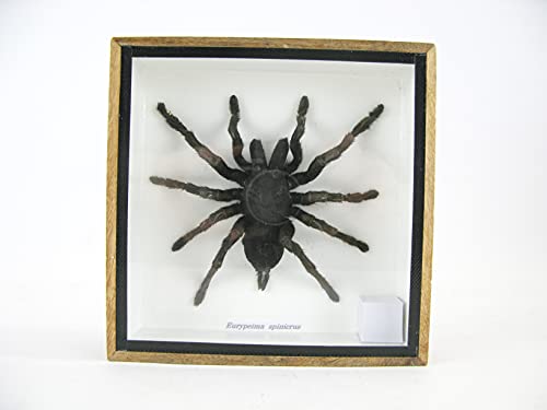 Echte große und exotische Vogelspinne Spinne im 3D Schaukasten, Bilderrahmen - gerahmt - Vogelspinne - EURYPEIMA SPINCRUS Echte große und exotische Vogelspinne Spinne im 3D Schaukasten, Bilderrahmen - gerahmt - Vogelspinne - EURYPEIMA SPINCRUS von asiahouse24