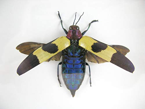 asiahouse24 Red Speckled Jewel Beetle offen - echtes riesiges und exotisches Insekt im 3D Schaukasten, Bilderrahmen aus Holz - gerahmt - Taxidermy asiahouse24 Red Speckled Jewel Beetle offen - echtes riesiges und exotisches Insekt im 3D Schaukasten, Bilderrahmen aus Holz - gerahmt - Taxidermy von asiahouse24