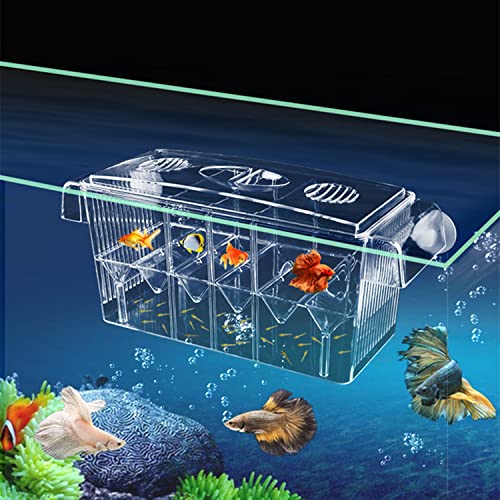 Fischzuchtkasten Ablaichkasten Aquarium, Acryl-Fisch-Isolationsbox mit Saugnäpfen Aquarium-Acclimation Hatchery Inkubator für Babyfische Garnelen Clownfische, Ablaichstation Aufzuchtbehälter Aquarium von bangminda