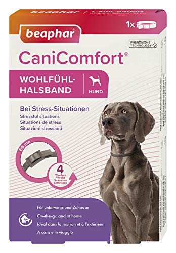 BEAPHAR - CaniComfort® Wohlfühl-Halsband - Für Hunde Aller Rassen Und Jeden Alters - Pheromon-Technologie - Beruhigt In Stress-Situationen - Für Unterwegs Und Zuhause - Wirkt 4 Wochen - 65cm - Grau von Beaphar