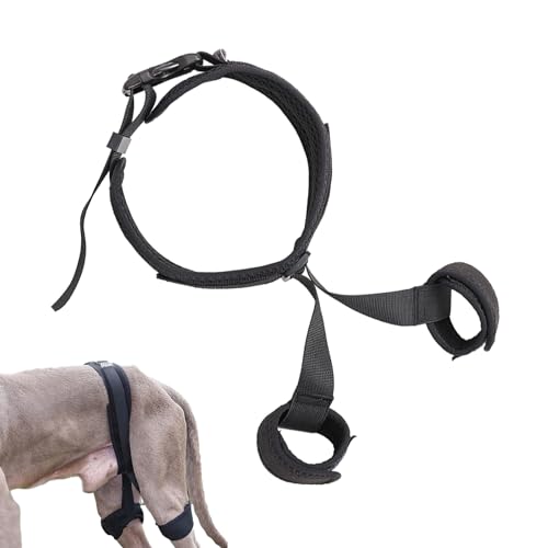 bellv Hilfsgurt für Hunde, atmungsaktiver Gürtel für Haustiere für die Hüftkorrektur | Zubehör für Hunde, Hilfsgeschirr für Reisen zu Hause ausgehen bellv Hilfsgurt für Hunde, atmungsaktiver Gürtel für Haustiere für die Hüftkorrektur | Zubehör für Hunde, Hilfsgeschirr für Reisen zu Hause ausgehen von bellv