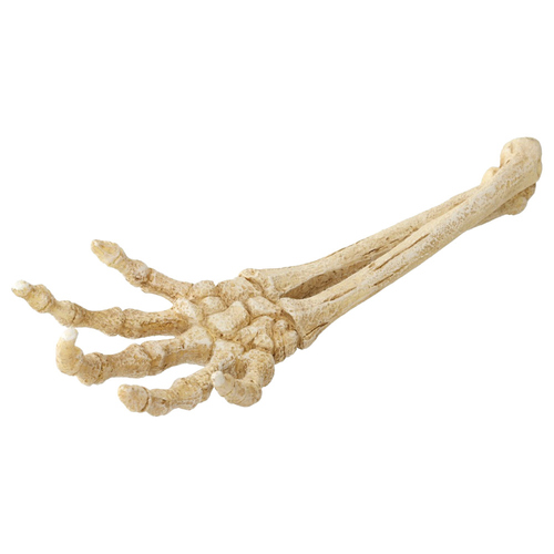 Aqua Della Aquariumdekoration Skelett Hand