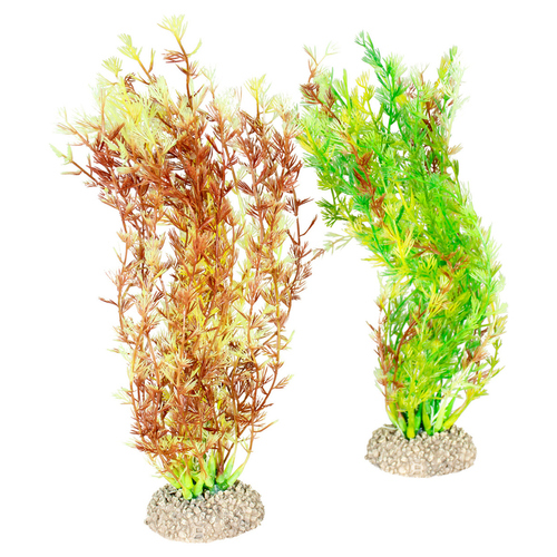 Aqua Della Aquariumpflanze Dichtblättrige Wasserpest Aqua Della Aquariumpflanze Dichtblättrige Wasserpest