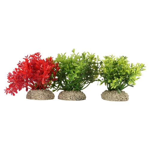 Aqua Della Aquariumpflanze Glossostigma natur
