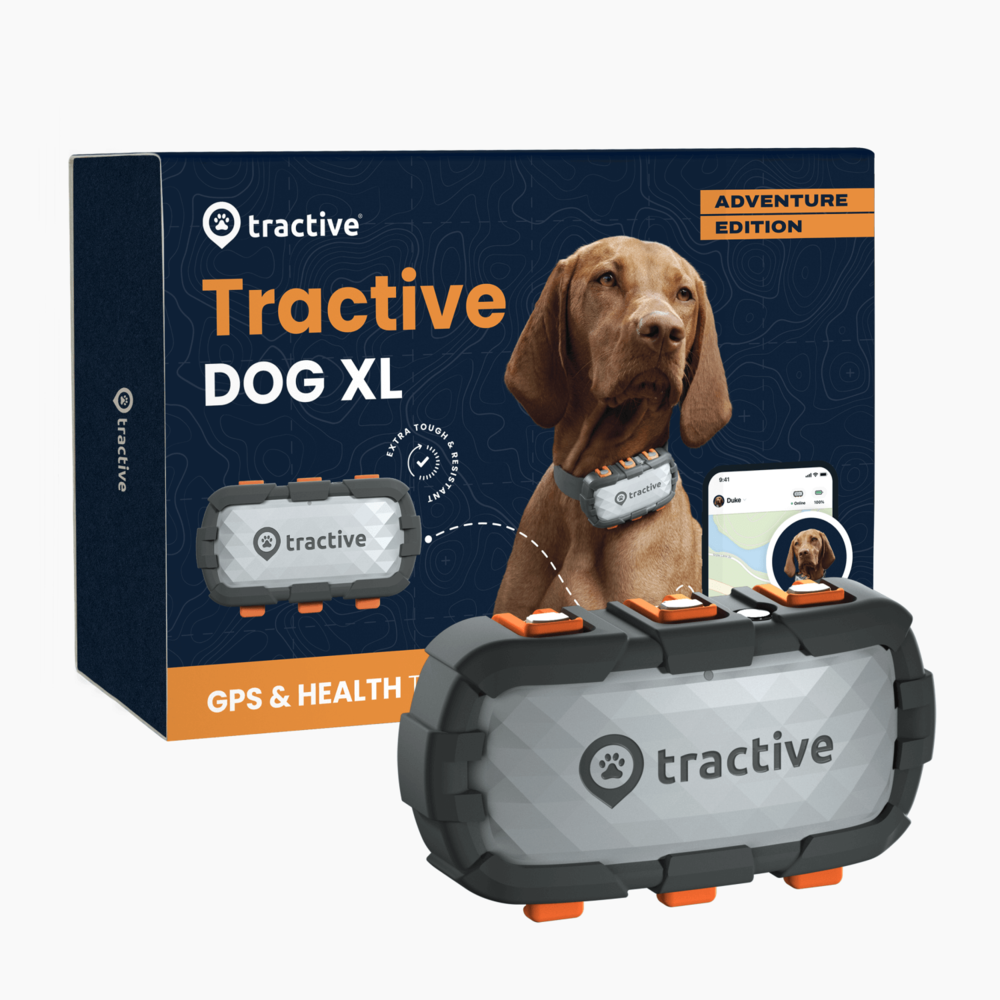 DOG XL Adventure