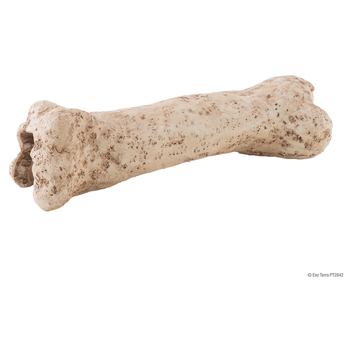 Exo Terra Dinosaurier Knochen
