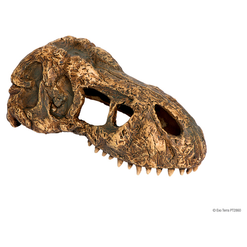 Exo Terra T-Rex Schädel