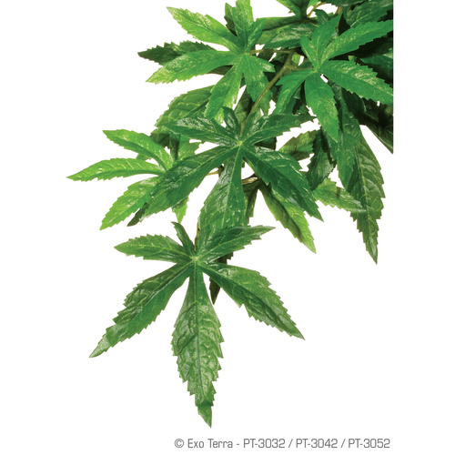 Exo Terra Terrarien-Pflanze Abutilon, Größe: S / klein