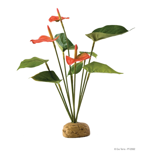 Exo Terra Terrarien-Pflanze Flamingoblume