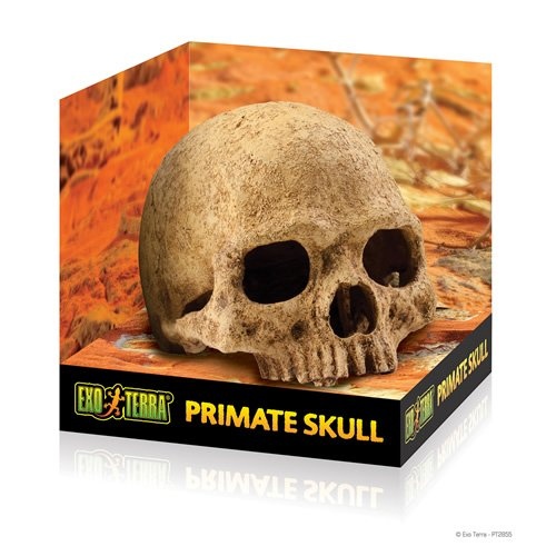 Exo Terra Versteck Primate Skull