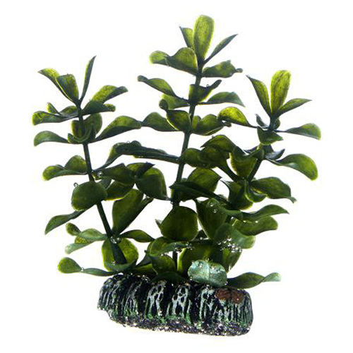 HOBBY Bacopa, Maße: 13 cm