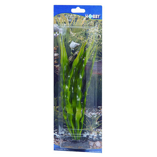 HOBBY Crinum