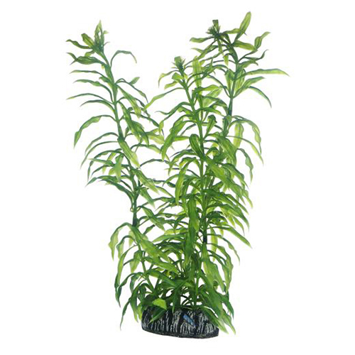 HOBBY Heteranthera, Maße: 25 cm