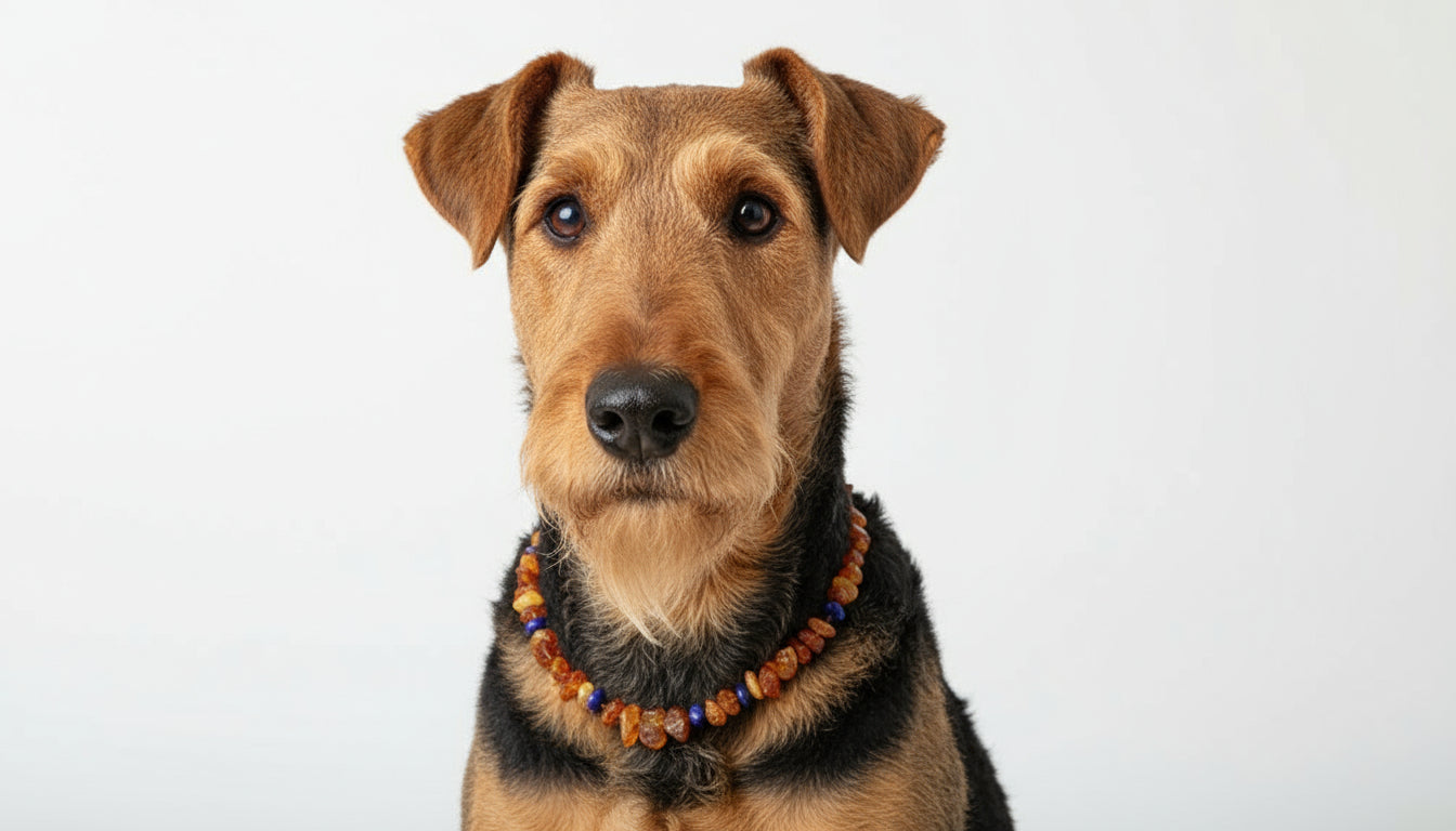 Hunde Bernsteinkette Lapislazuli - 48cm