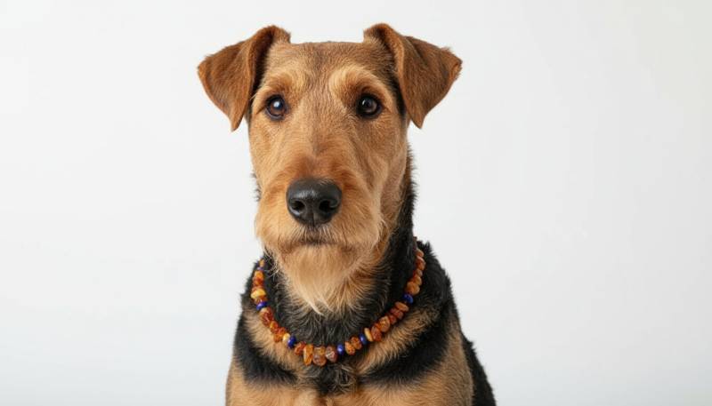 Hunde Bernsteinkette Lapislazuli - 48cm