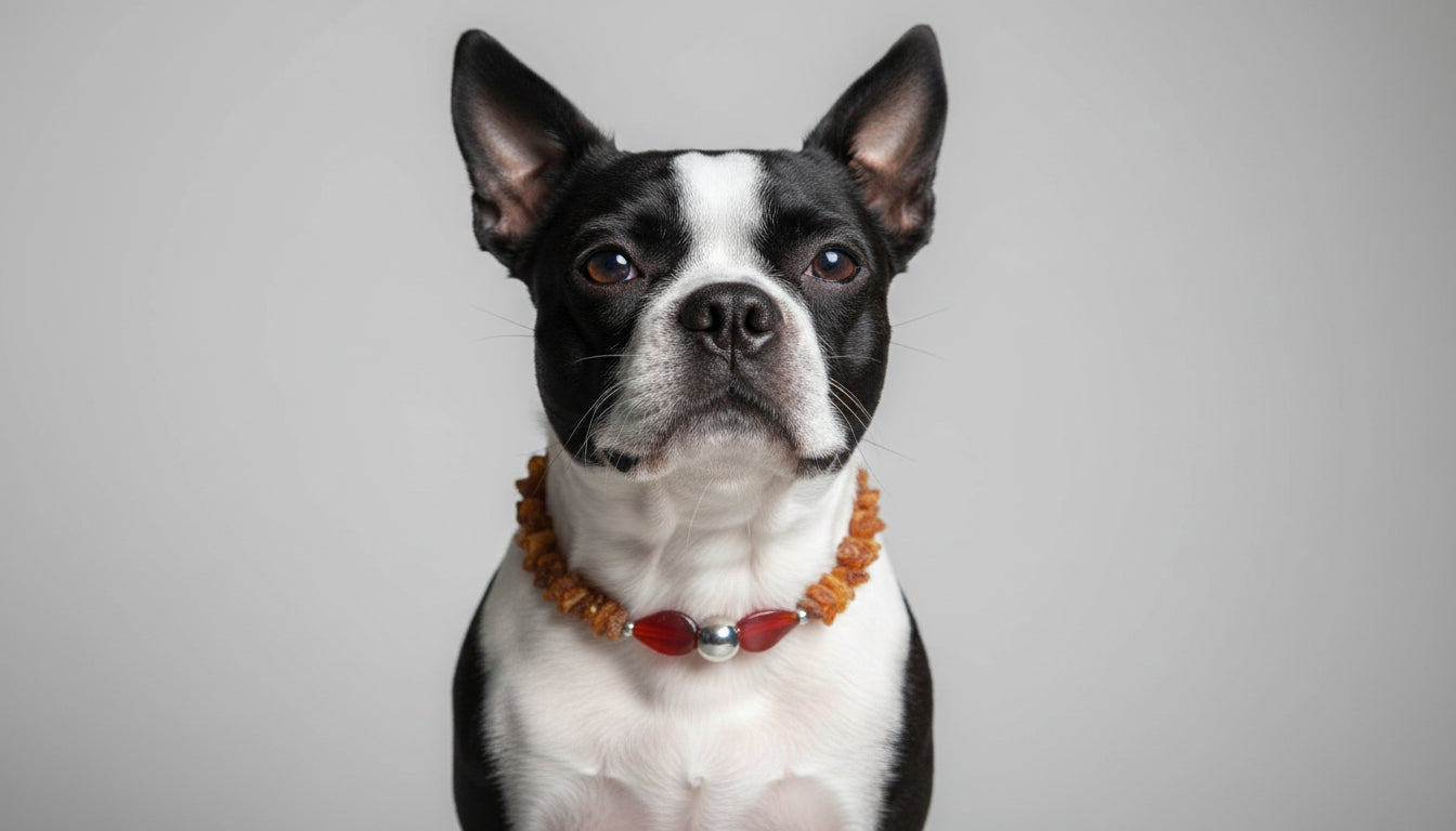 Hunde Bernsteinkette mit Achat Länge 38cm
