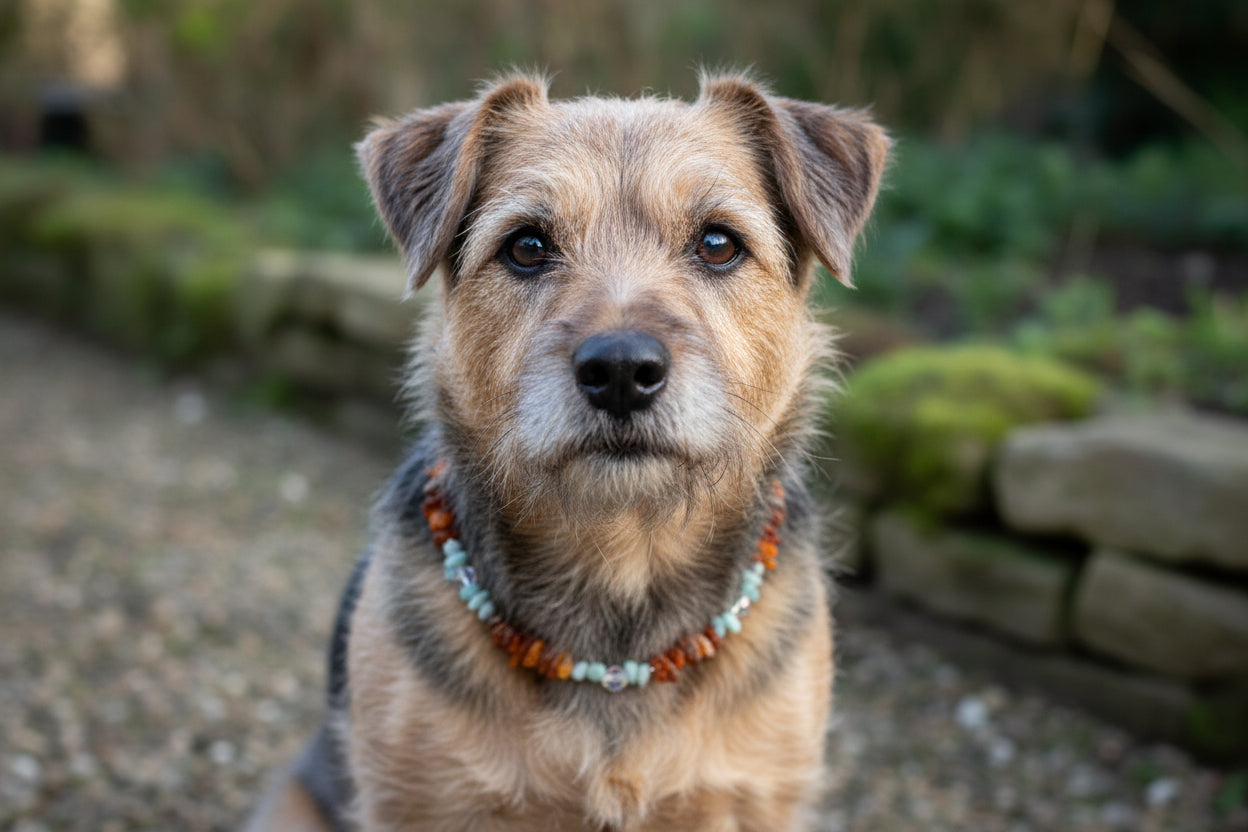 Hunde Bernsteinkette mit Amazonit & Swari Länge 37cm