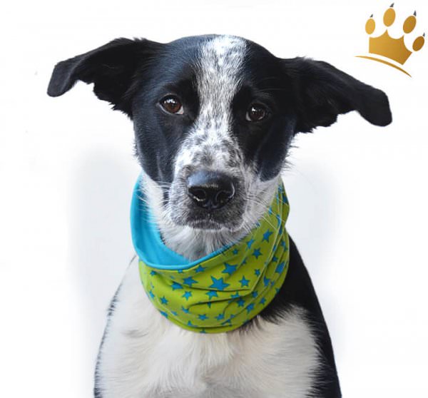 Hunde-Loop Schal Trend Dogstar Hunde-Loop Schal Trend Dogstar