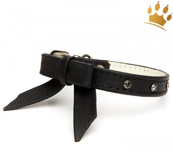 Hundehalsband Faszination Schwarz Hundehalsband Faszination Schwarz