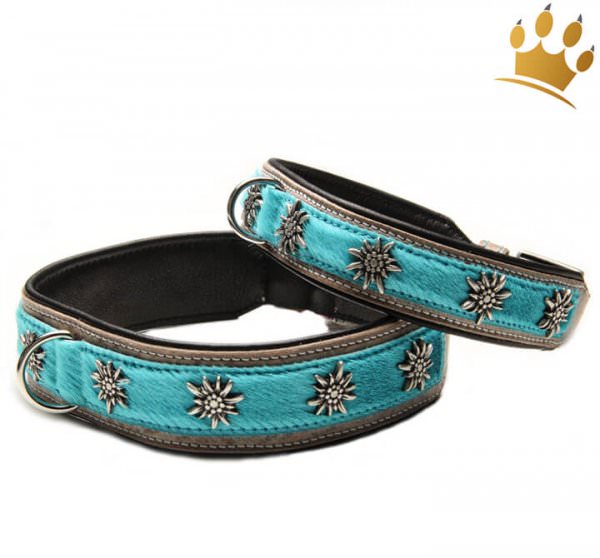 Hundehalsband Gipfelstürmer Türkis