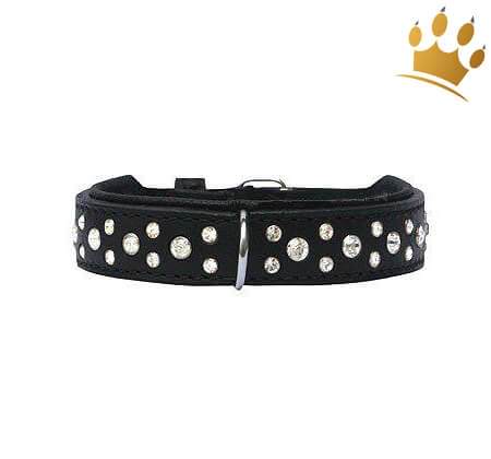 Hundehalsband Miami Black 20mm