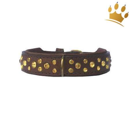 Hundehalsband Miami Braun 20mm