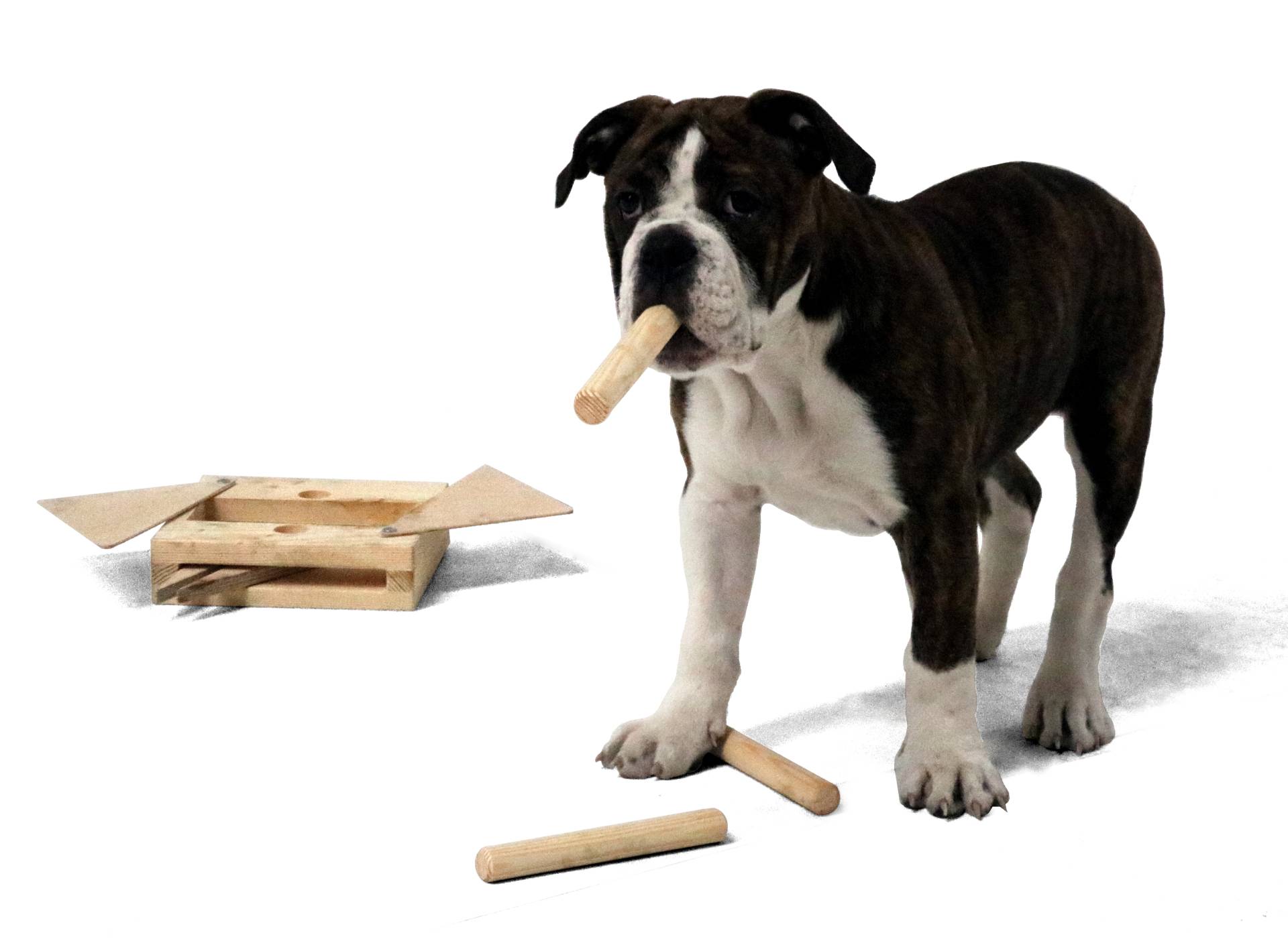 Hundespielzeug Multi, Intelligenz-Multi-Kombinationsspiel