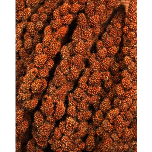 JR Birds Kolbenhirse rot 1 kg - 12 Stück JR Birds Kolbenhirse rot 1 kg - 12 Stück
