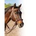 Loping Hackamore – Professionals Choice