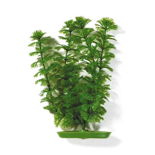 Marina Aquariumpflanze Aquascaper Ambulia, Größe: 38 cm