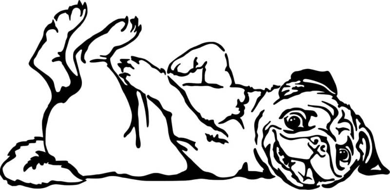 Mops verspielt Grafiklizenz Mops verspielt Grafiklizenz