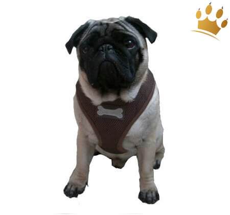 Softgeschirr Boneville