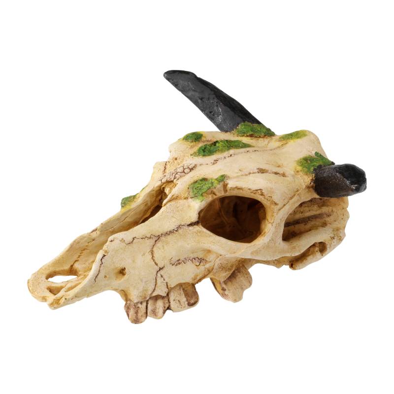 Terra Della Caraboa Schädel Terra Della Caraboa Schädel von Terra Della