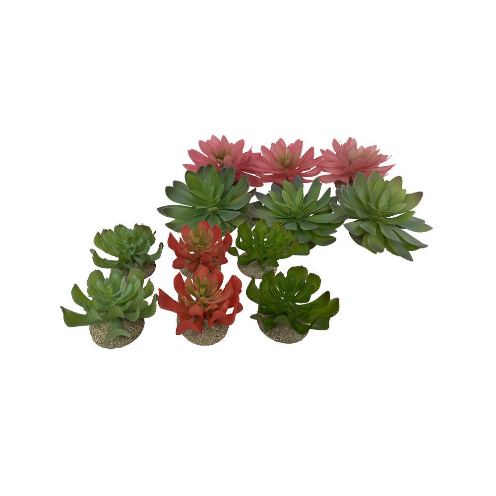 Terra Della Echeveria 1 - 1 Stück Terra Della Echeveria 1 - 1 Stück von Terra Della