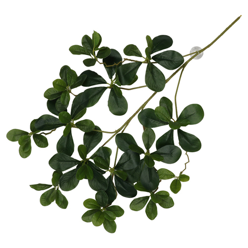 Terra Della Hängepflanze Aralia grün