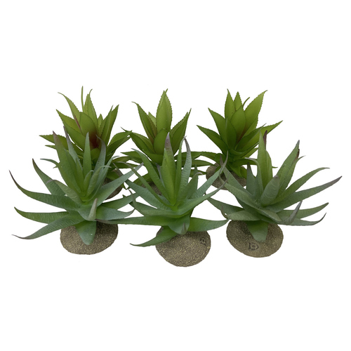 Terra Della Terrarium Dekoration Aloe