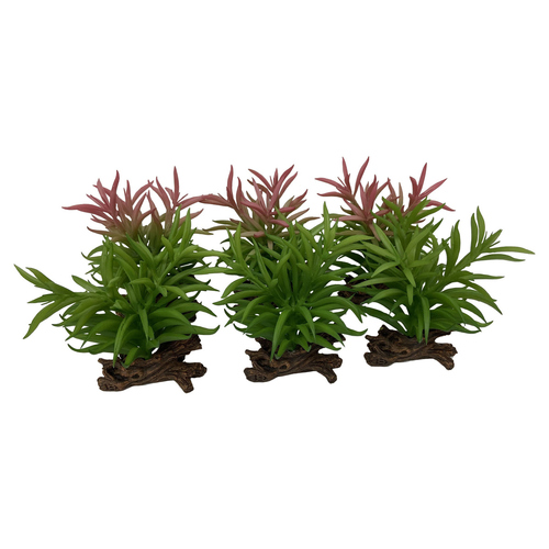 Terra Della Terrarium Dekoration Crassula