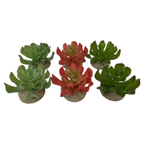 Terra Della Terrarium Dekoration Echeveria