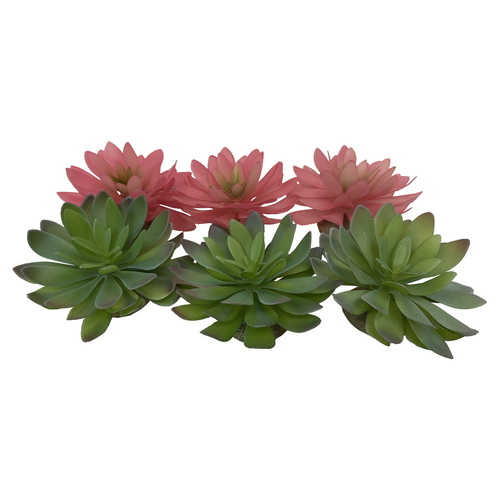Terra Della Terrarium Dekoration Echeveria grün/rot