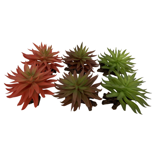 Terra Della Terrarium Dekoration Sedum