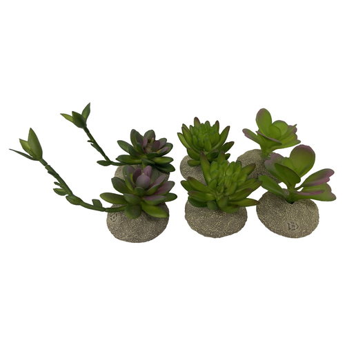 Terra Della Terrarium Dekoration Sukkulenten