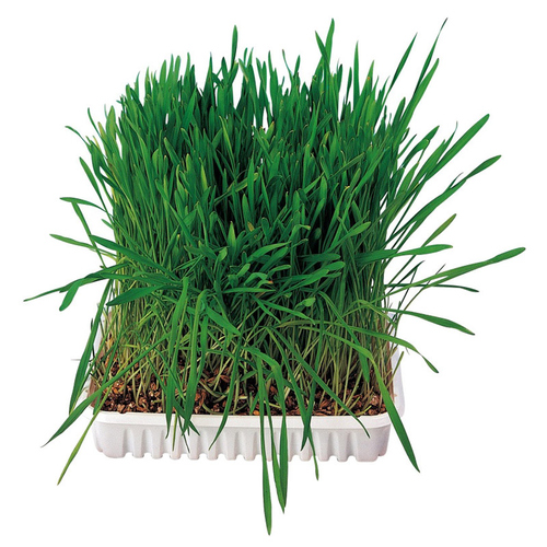 Trixie Kleintiergras, Schale 100 g