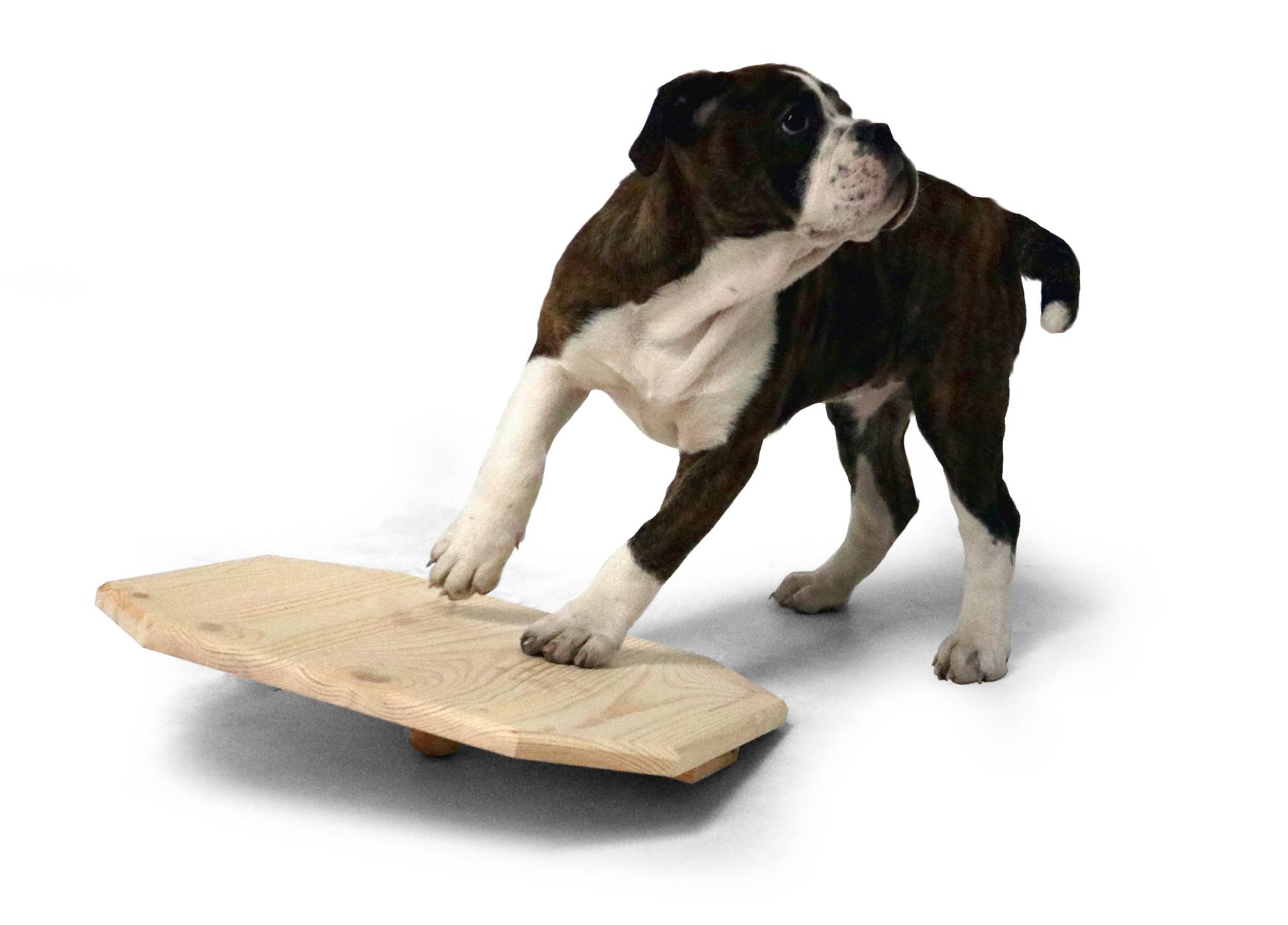 Welpen-Wackelbrett 40x40 cm aus Holz naturbelassen, Activity Motorik-Spielzeug f...