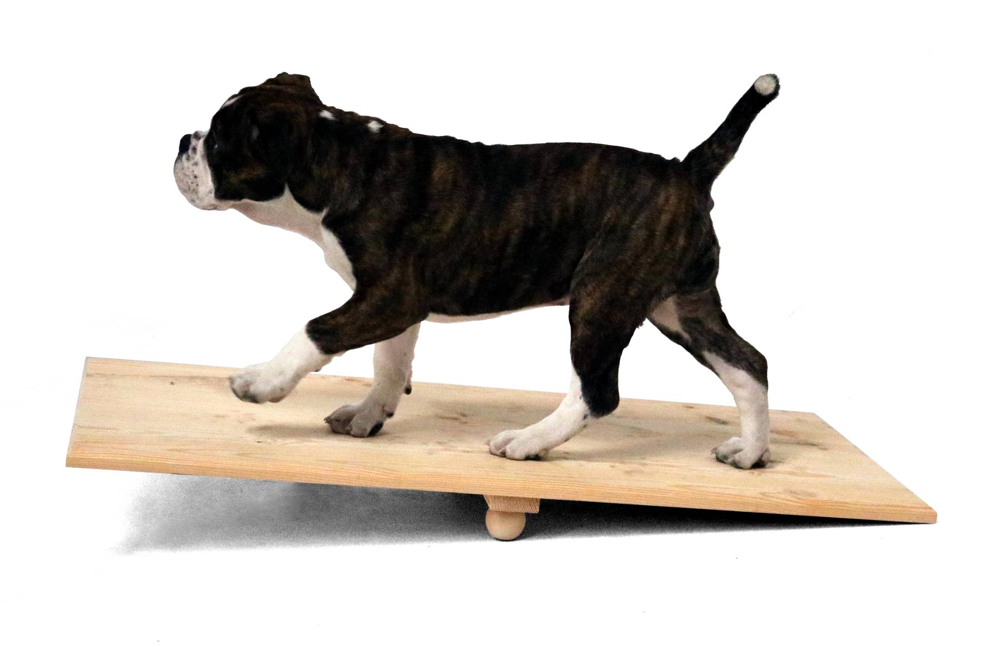 Welpen-Wippe 60x40x10 cm, Activity Holz-Wippbrett für Hunde, naturbelassen